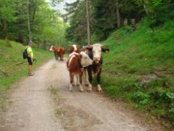 2013-07-20_Regina-F-Rau_Kochel-Rabenkopf (539).JPG
